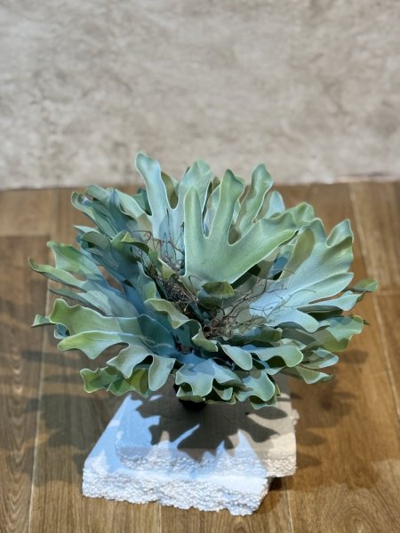 الوفيرا QF361*15SPK